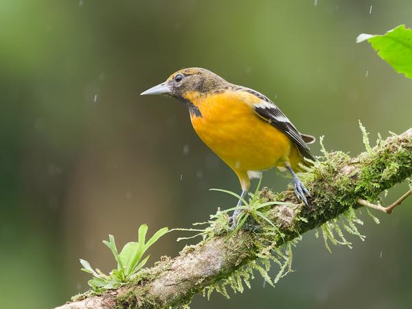<h3><a href="/trips/costa-rica/biota/animalia/chordata/aves/040 passeriformes/124 icteridae/icterus galbula/icterus galbula-nl.html">Icterus&nbsp;galbula</a> / Baltimore&nbsp;oriole / Baltimoretroepiaal</h3>OM-1 Mark II met OLYMPUS M.150-400mm F4.5, 1/640 sec  bij F4.5, ISO 1250, afstand 9.14&nbsp;m